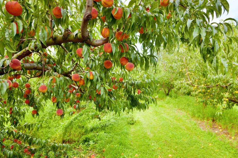 One of the most common types of fruit trees, the peach tree, as seen in an orchard