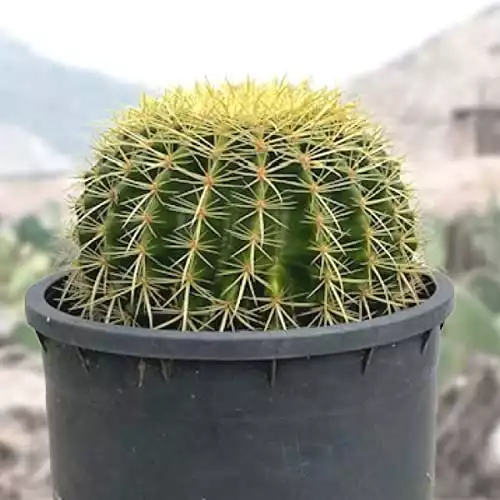 Golden Barrel Cactus Plant