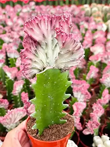 Beleaf and Grow Coral Cactus