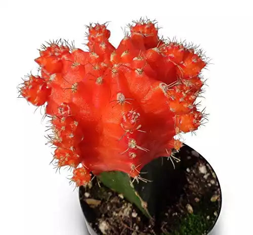 Grafted Moon Cactus Plant