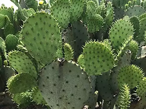 Live Eastern Prickly Pear Cactus Plant