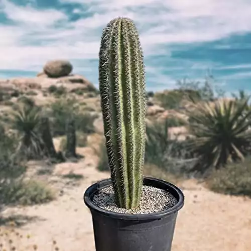 Live Saguaro Cactus Plant