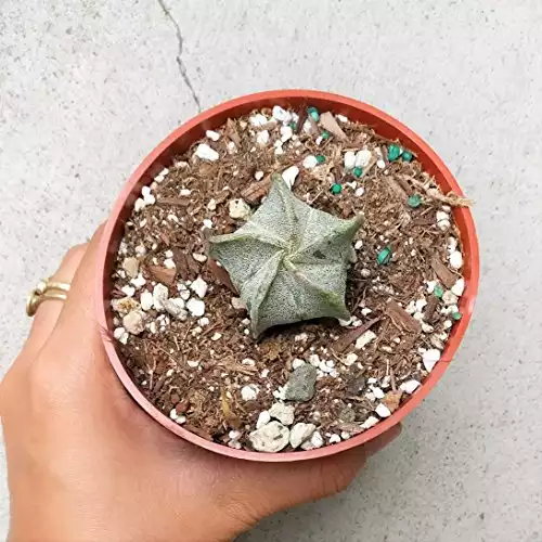 Bishop's Cap Cactus Plant