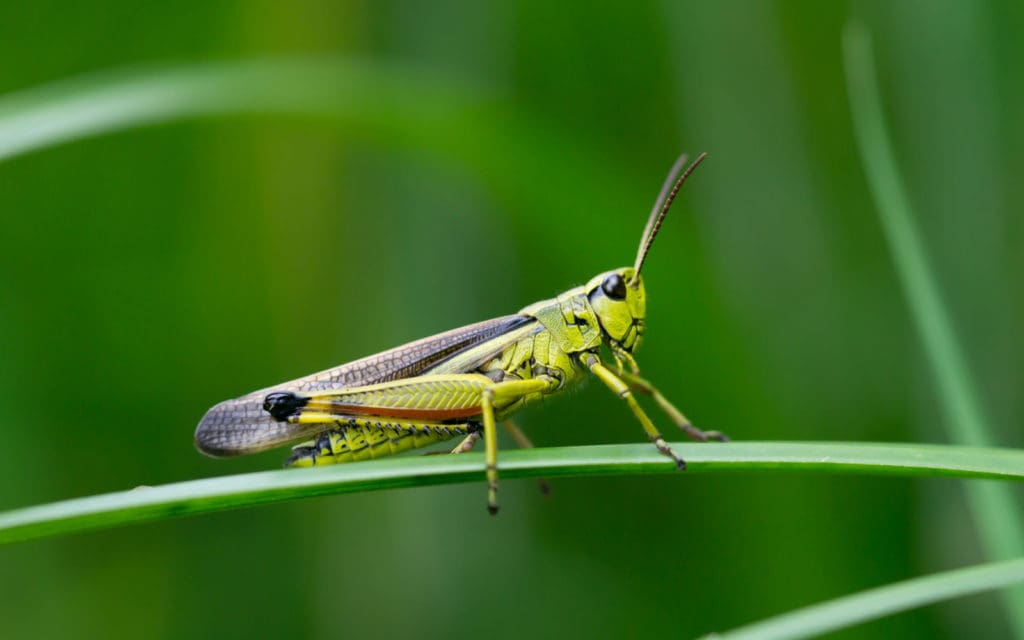 The 8 Main Types of Grasshoppers in 2022