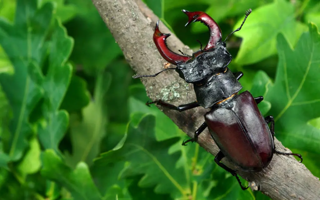 13 Types of Beetles You Can Find in Your Yard