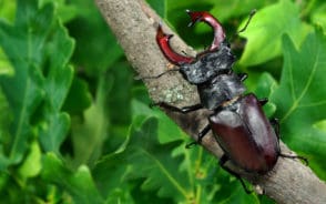 Featured image for a type of beetle common found on branched oak trees