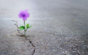 Image showing the main parts of a flower growing up from a crack in the concrete