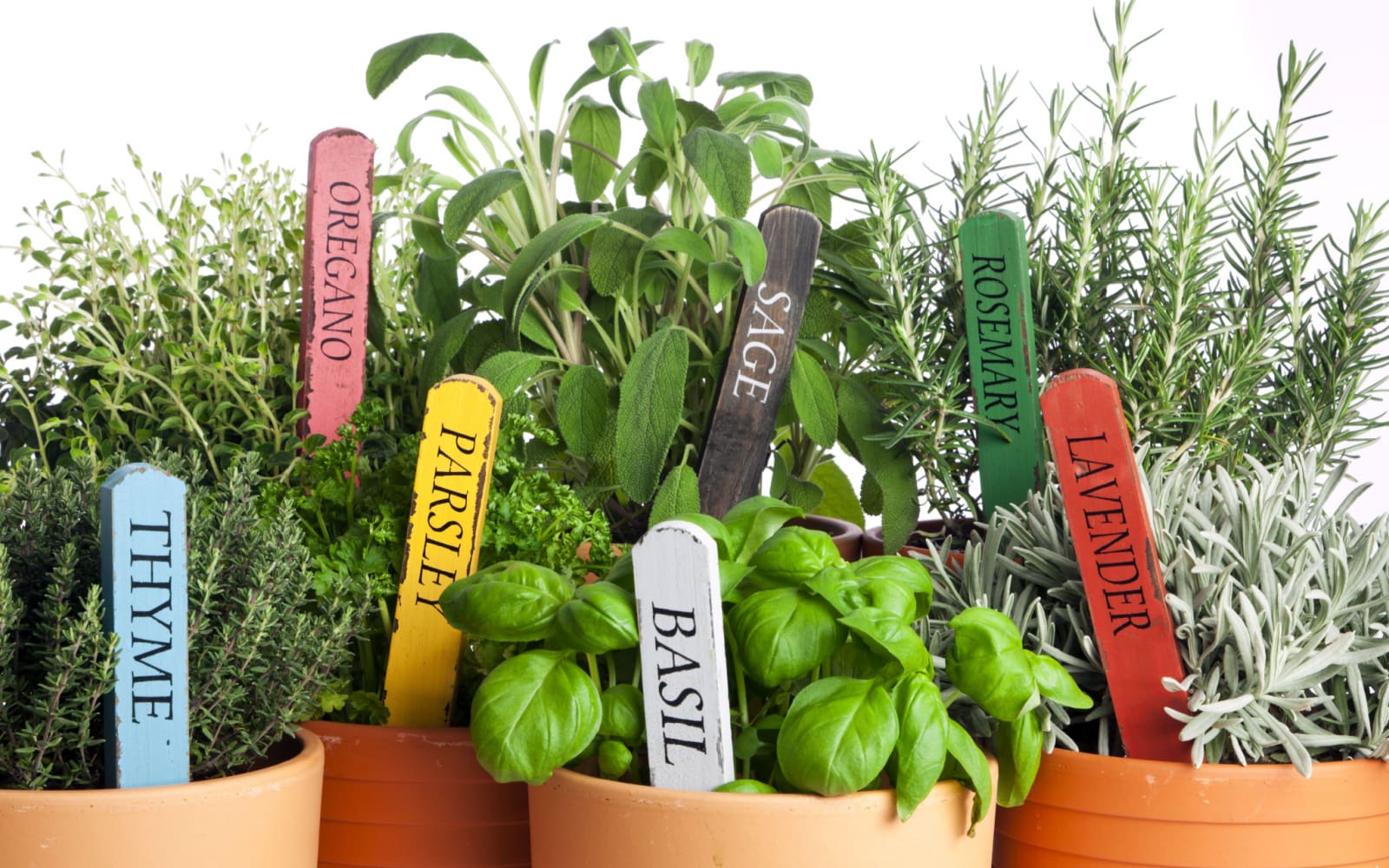 The 26 Most Common Types of Herbs for a Garden in 2022