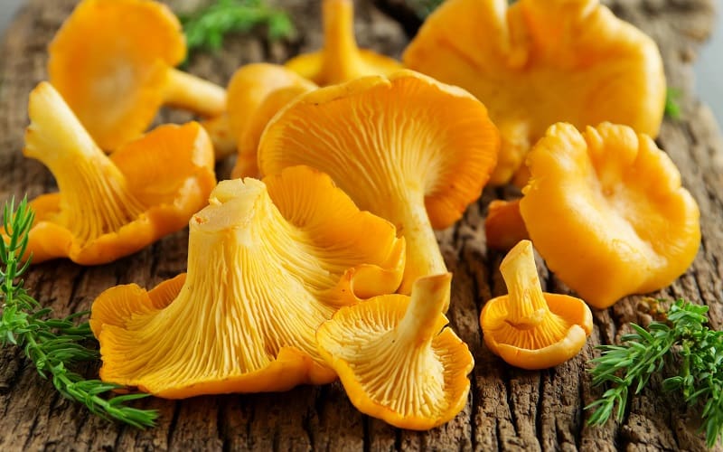 Chanterelle mushrooms are the most popular wild mushrooms available in the market