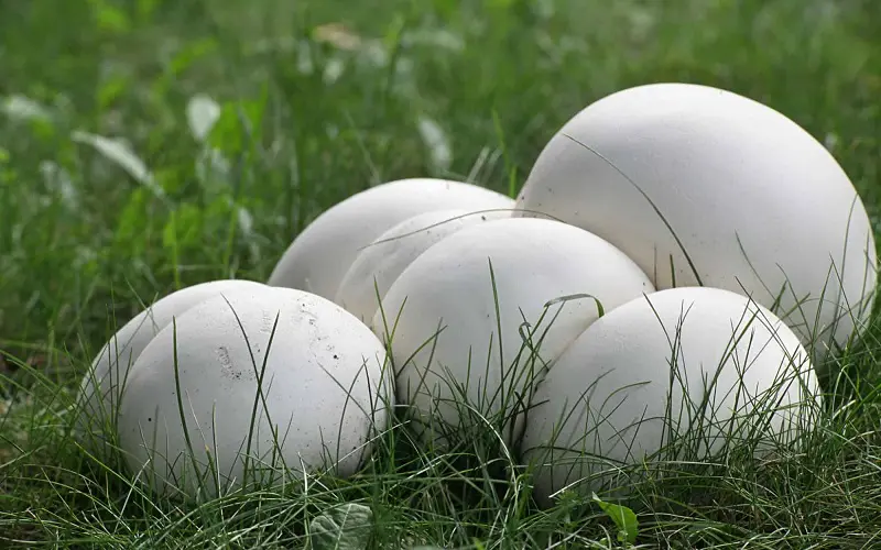 Giant puffball mushrooms are big mushrooms, when they grow fully, they may weigh up to 44 lbs
