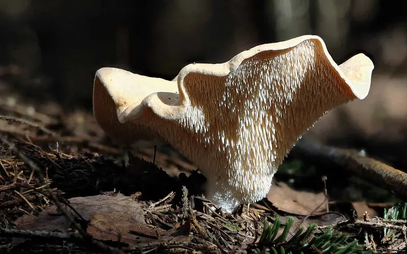 Hedgehog mushrooms get their name due to the gills beneath the crown, which hang down, forming hedgehog-like spiky shape