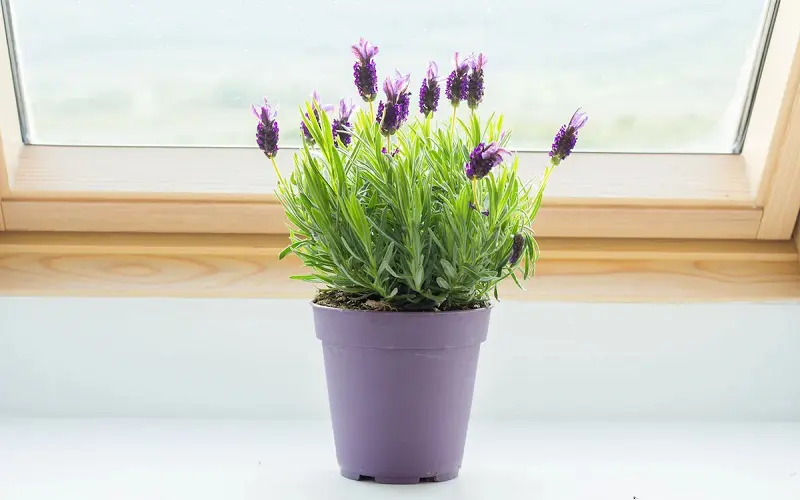 Potted lavender by the window
