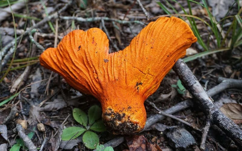 Orange red lobster mushroom
