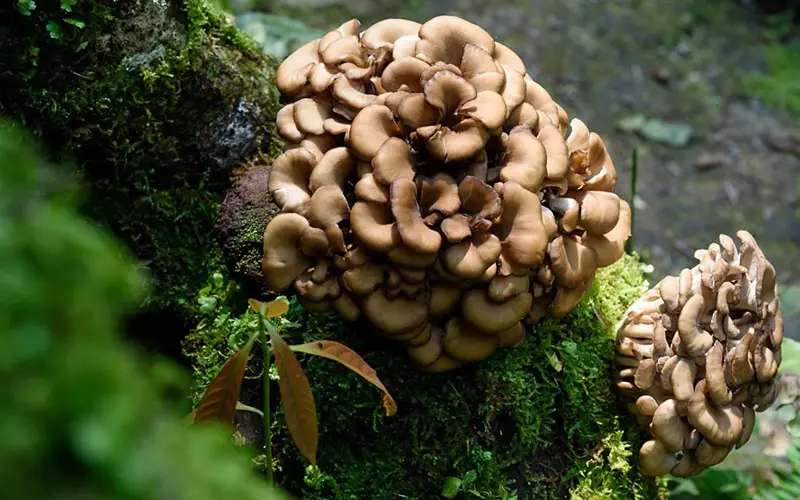 Maitake mushrooms growing on oak tree
