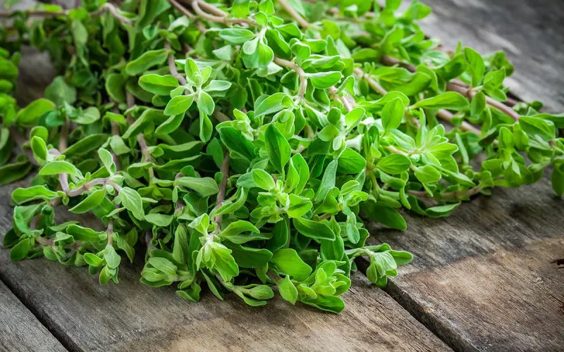Fresh marjoram on a wooden table