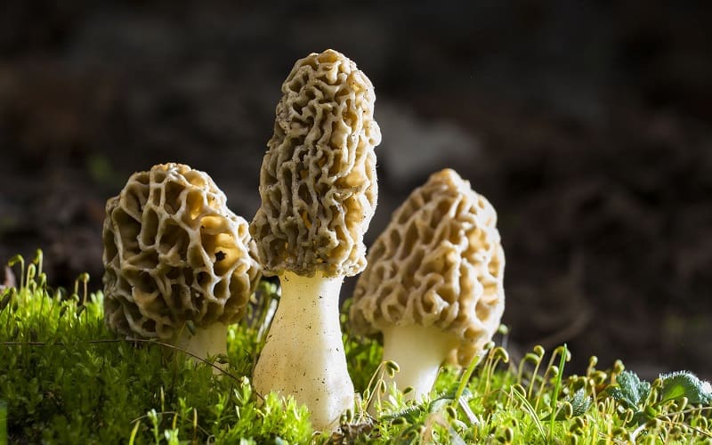 Morel mushrooms growing 