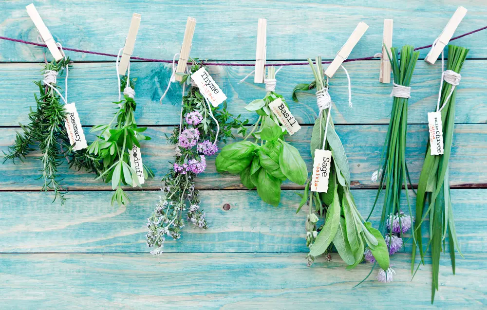 Several popular types of herbs hanging from a string on a blue table