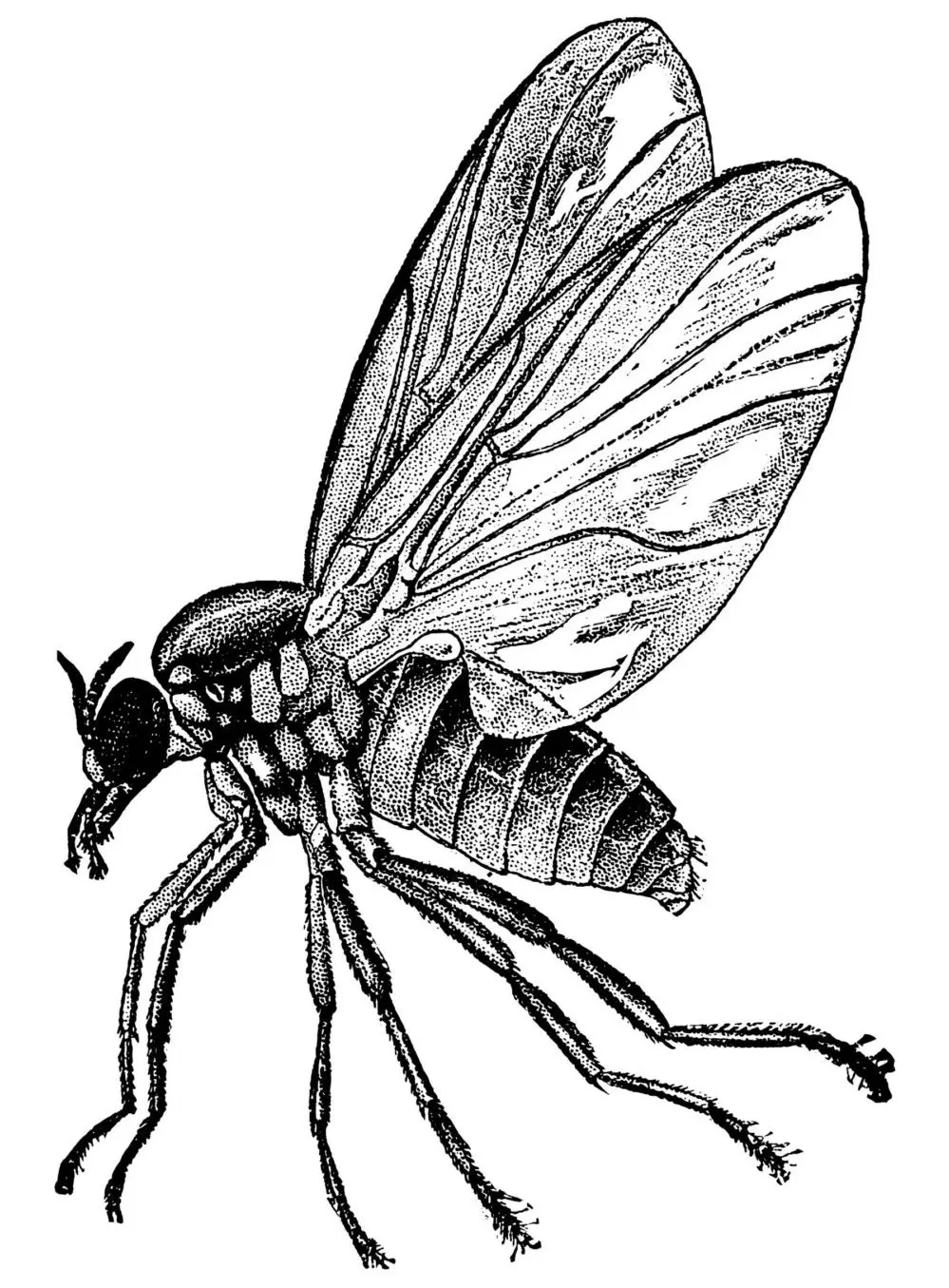 Image of a buffalo gnat in drawing format for a roundup of the most common types of gnats