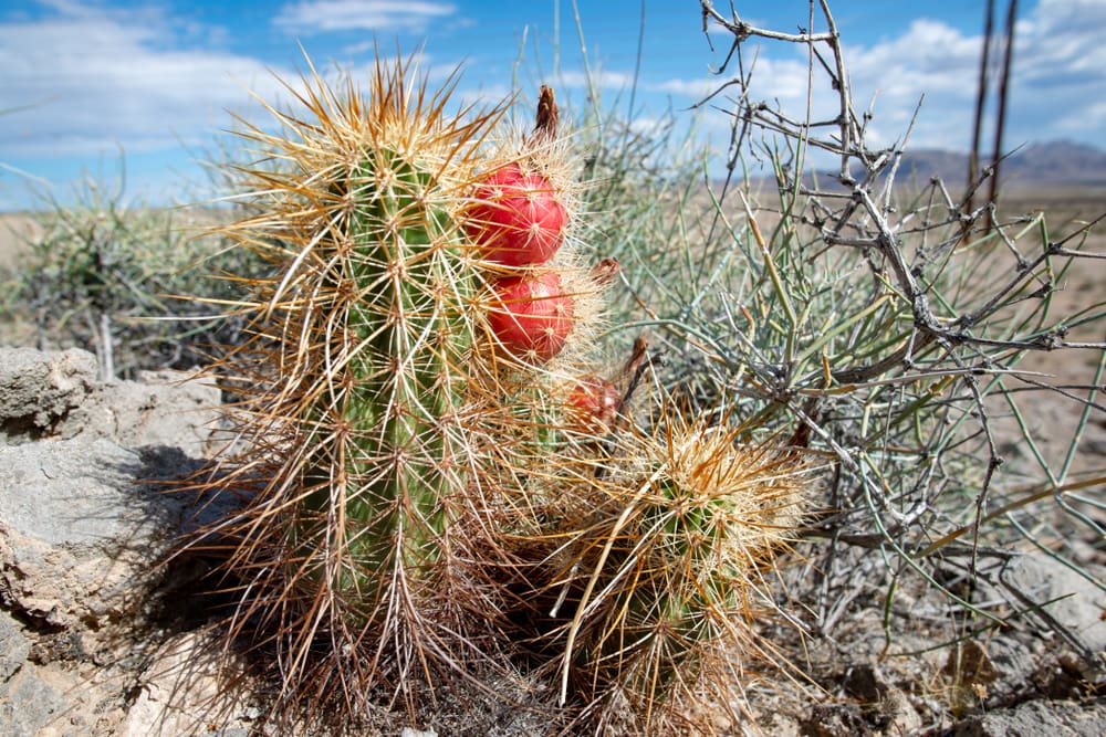 Image of one of the most popular types of cacti, the hedgehog cactus, sitting in a national park in Arizona