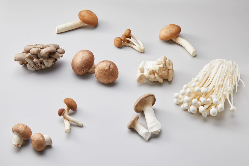 Many types of mushrooms pictured spread out on a table