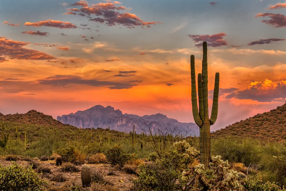 Gorgeous sunset view of one of the most common types of cacti, the Saguaro Cactus