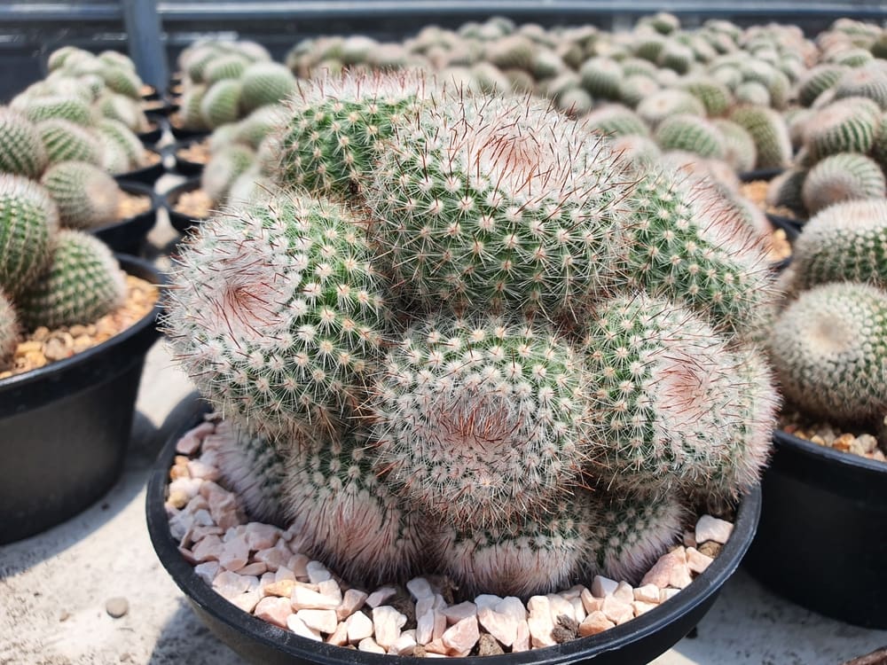 Photo of a ball cactus, one of the most popular types of cacti, pictured in a pot outside a home