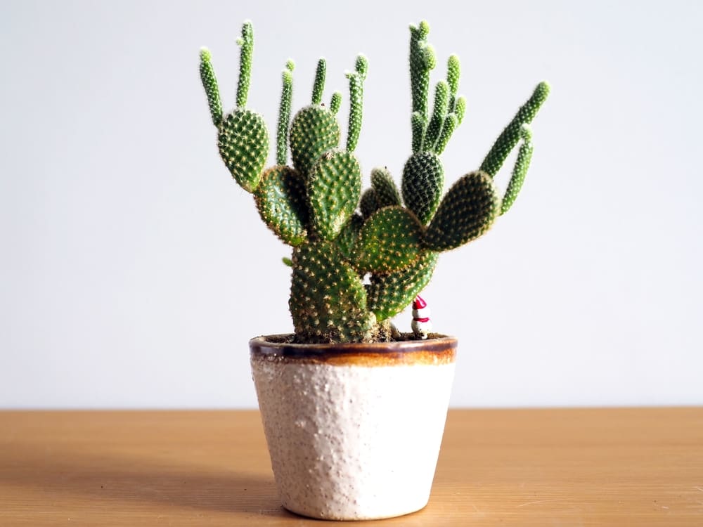 One of the most popular types of cacti, the bunny ear cactus, in a white pot on a table