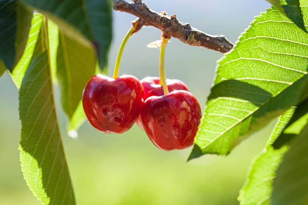 Tieton cherries, one of the best types of cherries, hanging from a branch