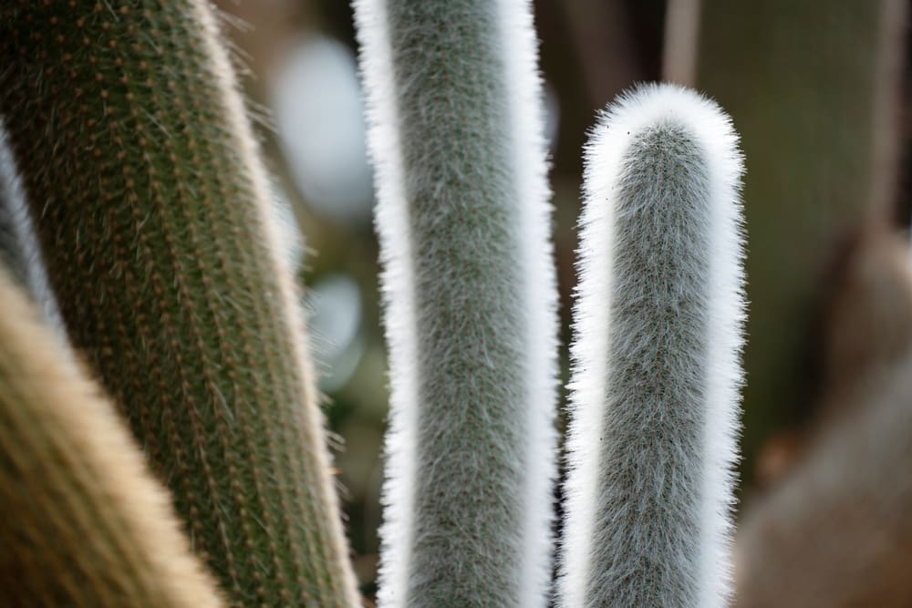 A silver torch cactus (one of the most popular types of cactus) pictured in an up-close image with white and green spikes