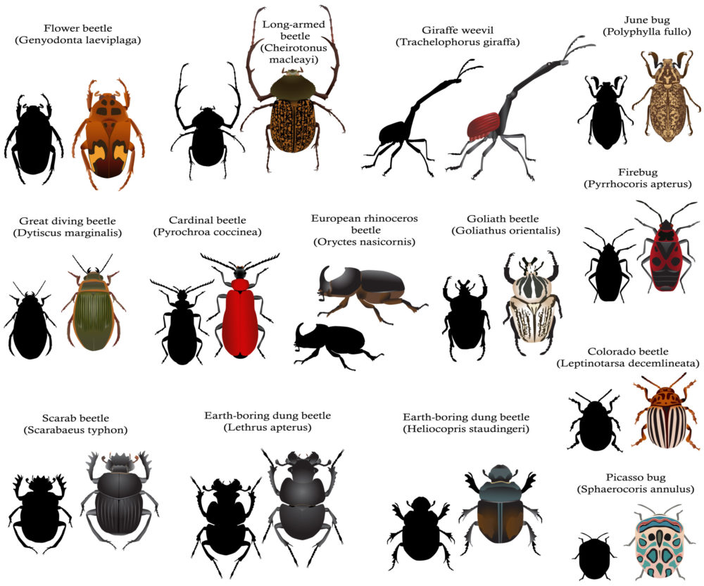 Several different types of beetles pictured in a single graphic illustration