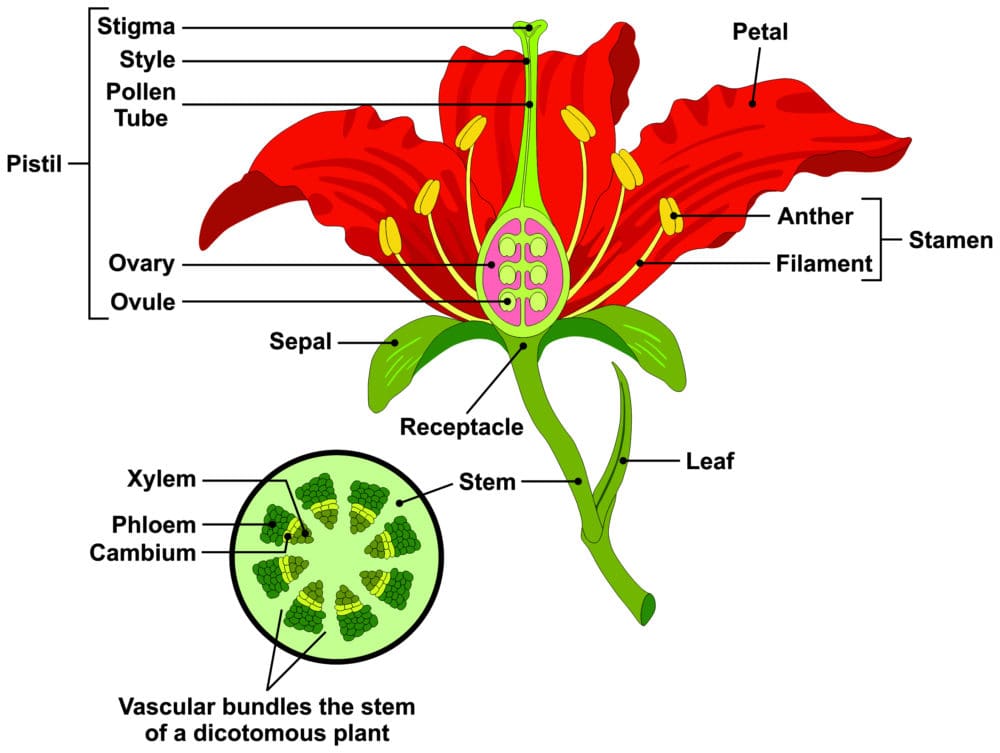 The main parts of a flower put into a colorful diagram