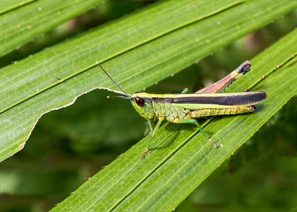 One of the most popular types of grasshoppers, the green grasshopper, sitting on a leaf eating the edge