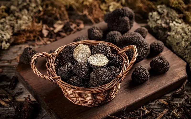 Black truffle mushrooms in a basket