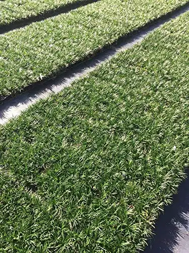 Dwarf Mondo Grass Ground Cover