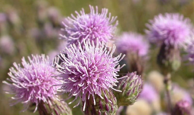 Canada Thistle weed