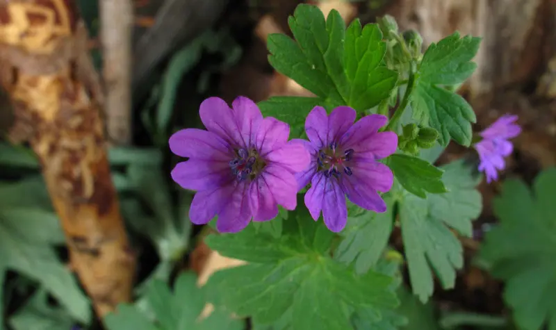 Dove’s-Foot Crane’s-Bill weed