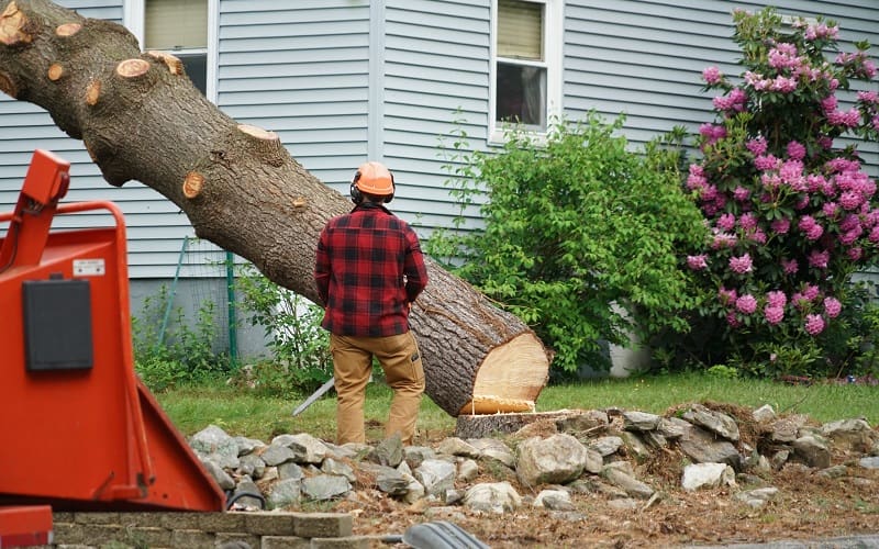 Tree Removal Worker With Chainsaw