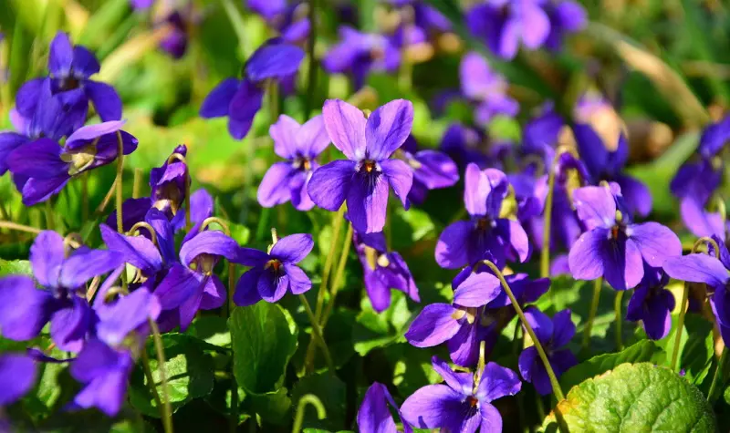 sweet violets weed