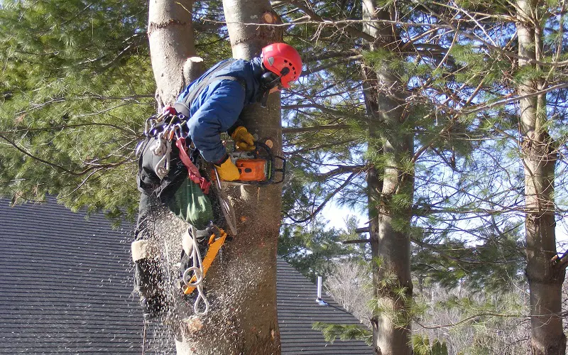 Removing high and old tree with chainsaw