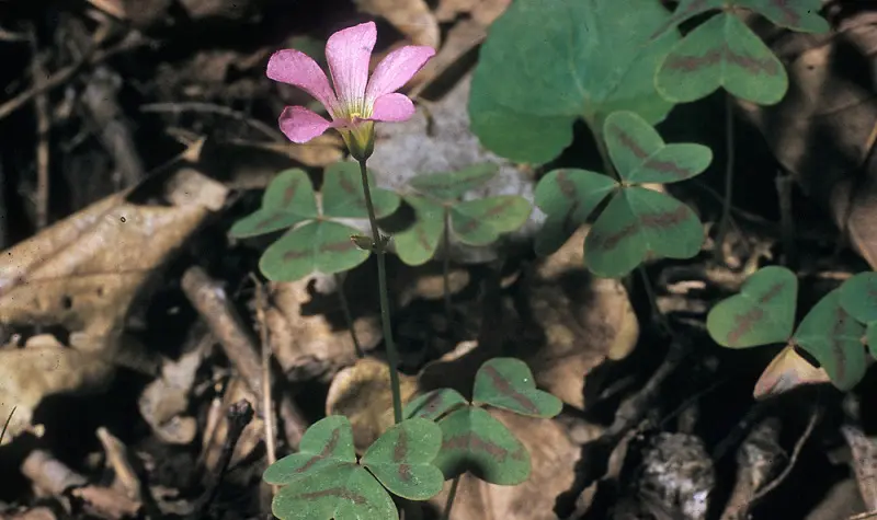 Violet Wood Sorrel weed