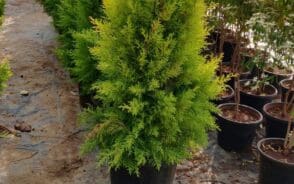 Emerald Green Arborvitae: Overview and Growing Guide